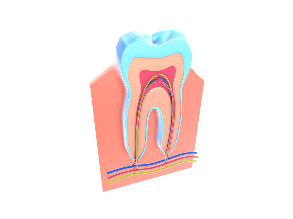 Illustration of a tooth's root system